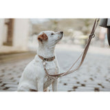 V2H755EFF47D22AB1329572EE8CAEAB55E8R5582608P4