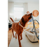 V2H0C61123AFDC25D97280CD571016F01A6R5582811P4